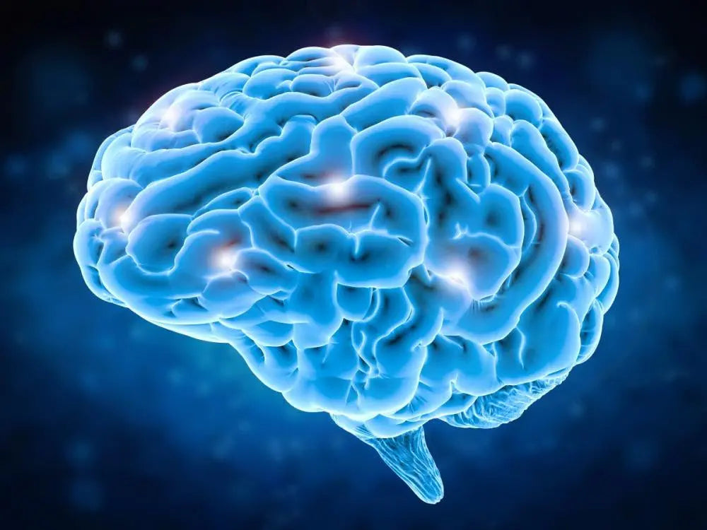 Brain neurology
