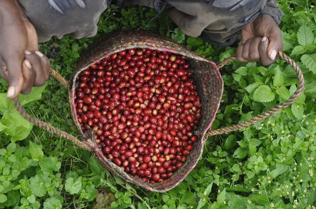 coffee berries in basket