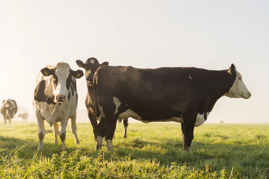 Cows grazing in field