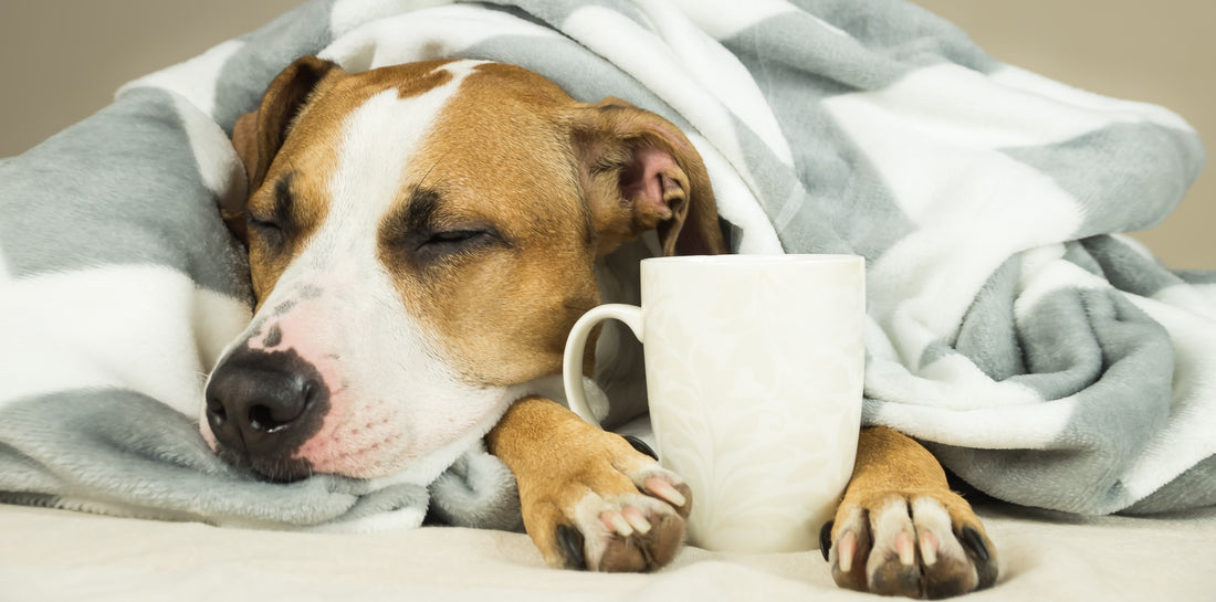 Dog sleeping holding coffee cup