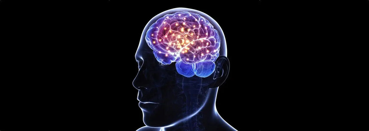 Brain neurology illustration