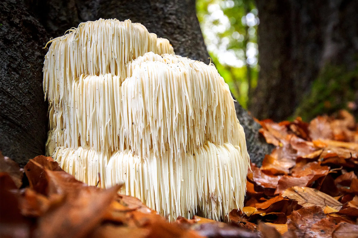Lion's mane functional mushroom