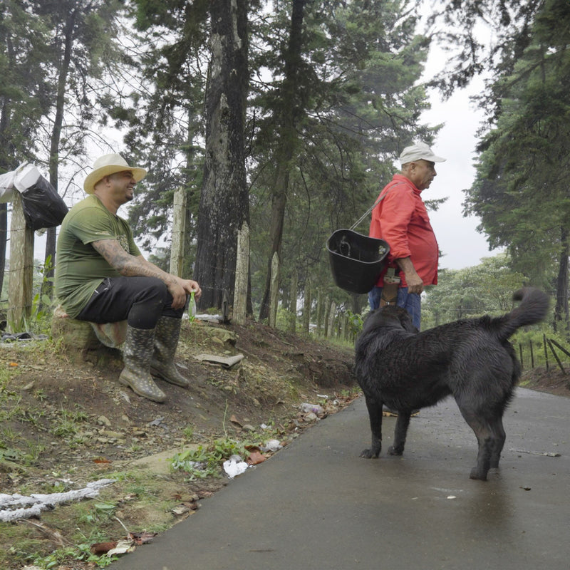Morning Grind Whole Bean - Medium Roast